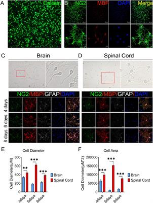 Neurogenesis potential of oligodendrocyte precursor cells from oligospheres and injured spinal cord